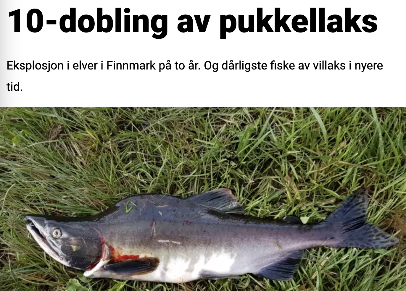 dagbladet